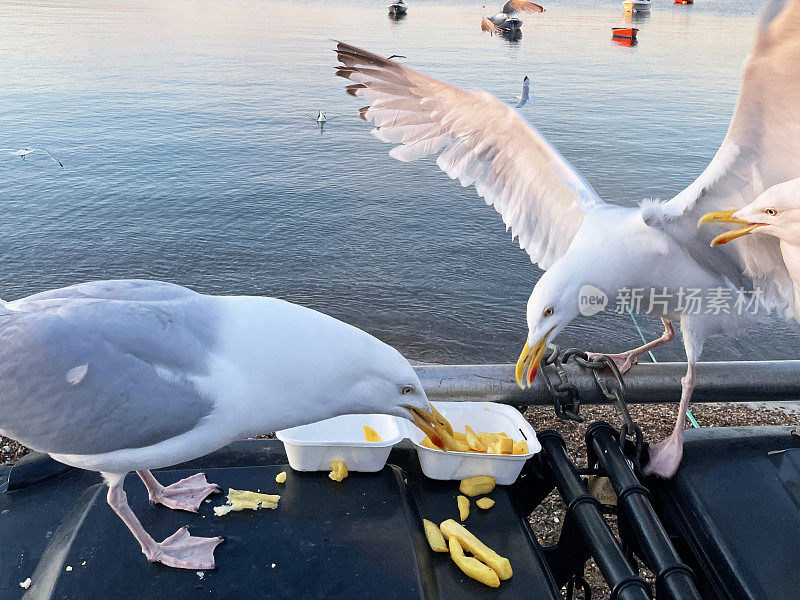 特写图像的鲱鱼鸥(Larus argentatus)栖息在海边黑色的硬塑料垃圾桶垃圾桶，清除鱼和薯条从一次性，外卖盒，船漂浮在海上背景